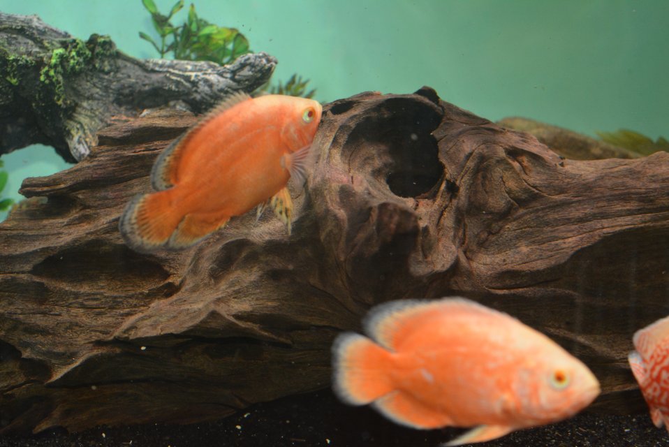 DSC_1822.JPG DSC_1822.JPG