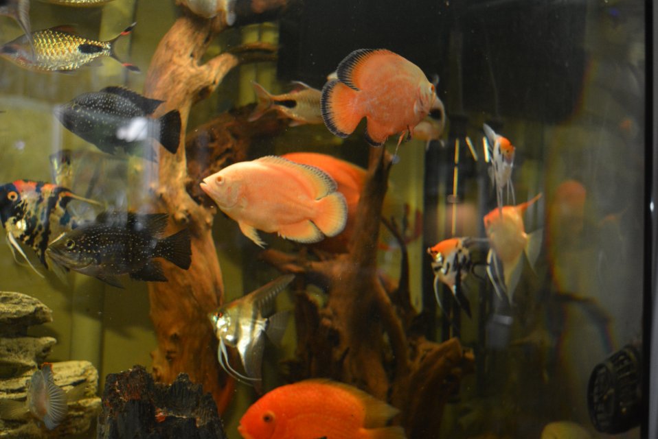 DSC_1815.JPG DSC_1815.JPG
