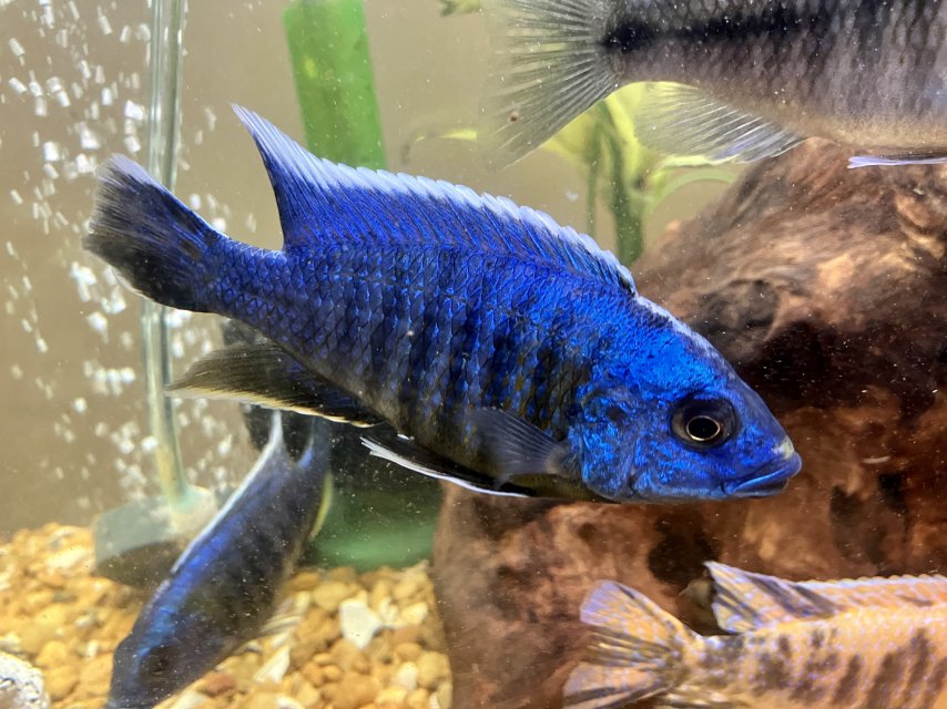 Elect Blue 2.jpg