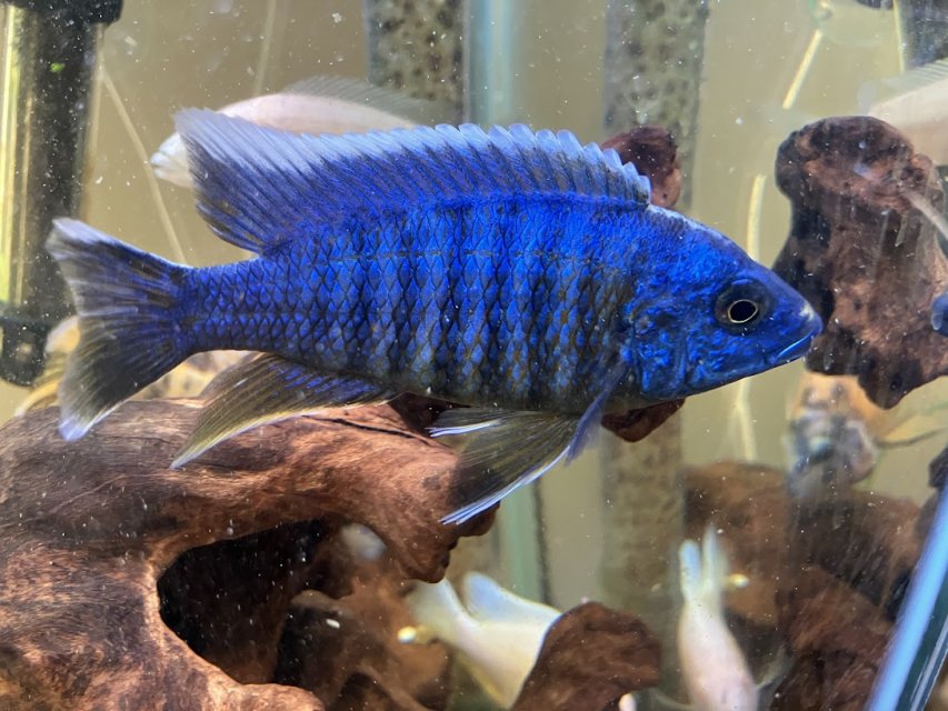Elect Blue 6.JPG