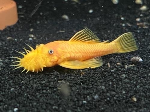 Lemon pleco dad.JPG