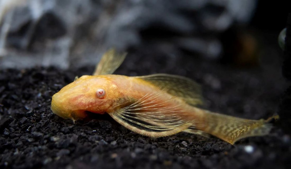 Longfin Albino Bristlenose Pleco.JPG