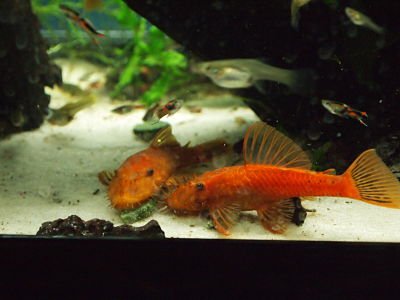 Two male Super Red Plecos Feb 2012 sized.jpg