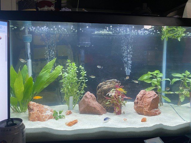 29 Gallon.jpg 29 Gallon.jpg