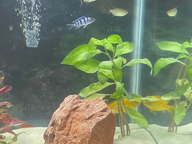 Blue Zebra or Demasoni.jpg Blue Zebra or Demasoni.jpg