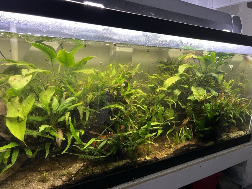ManyPlants.jpg ManyPlants.jpg