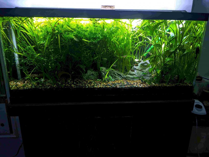 30g.jpg 30g.jpg