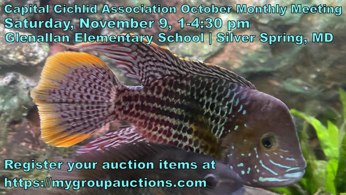 Auction template.001.jpeg Auction template.001.jpeg