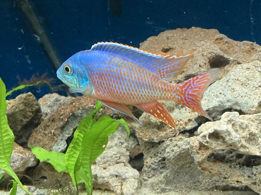 peacock.jpeg peacock.jpeg