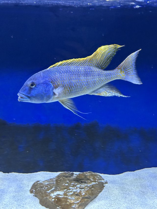 IMG_2265.jpeg