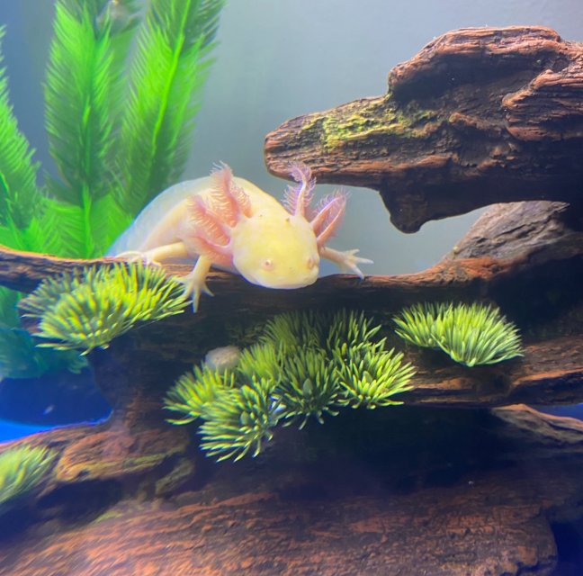 2025_05_Axolotl.jpg