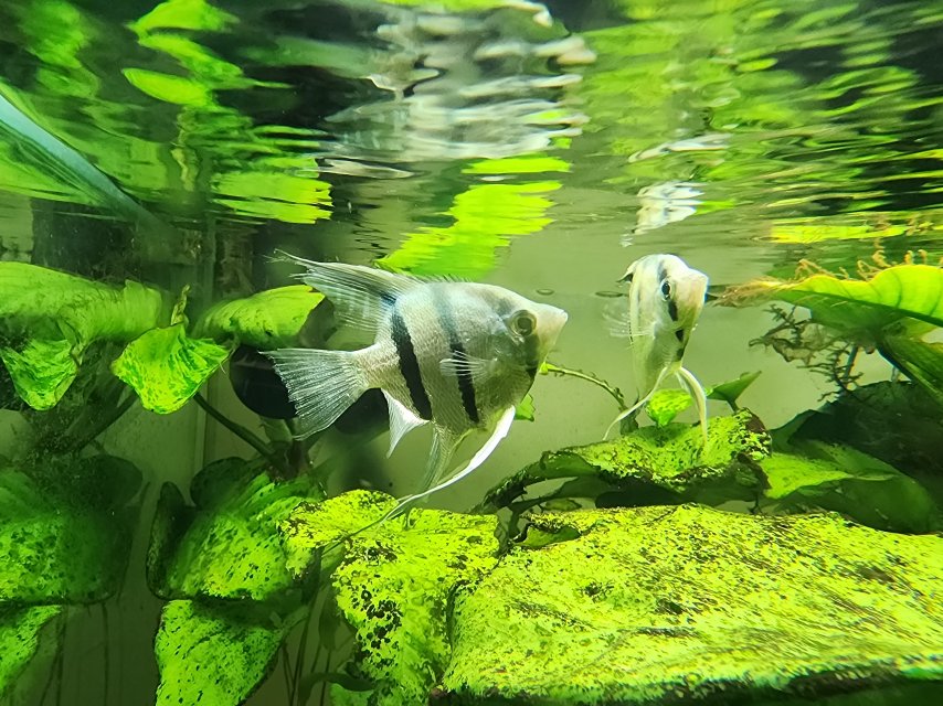 2025_05_Pterophyllum_scalare.jpg