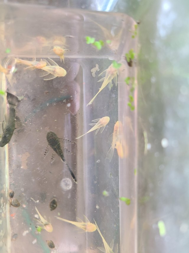 bn plecos.jpg