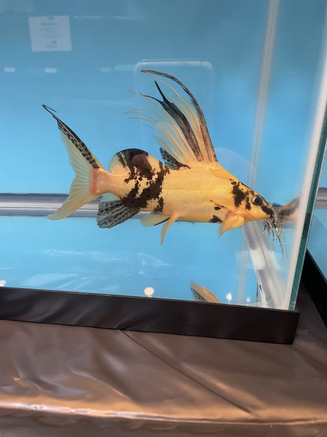 2025_07_Marbled_Catfish.jpeg 2025_07_Marbled_Catfish.jpeg