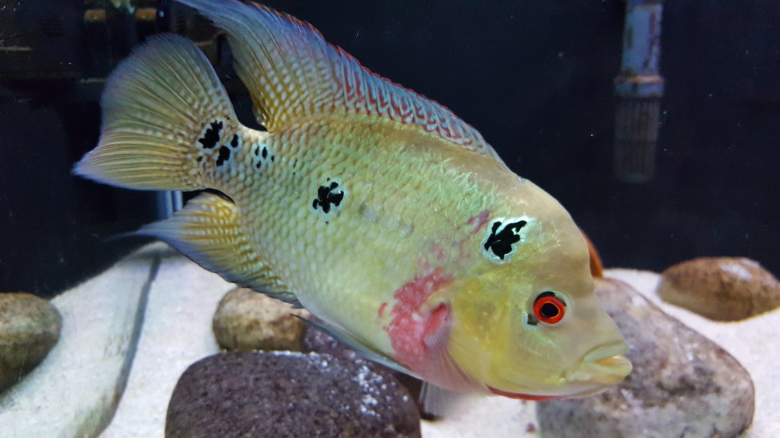 2025_07_Amphilophus_trimaculatus.jpg 2025_07_Amphilophus_trimaculatus.jpg