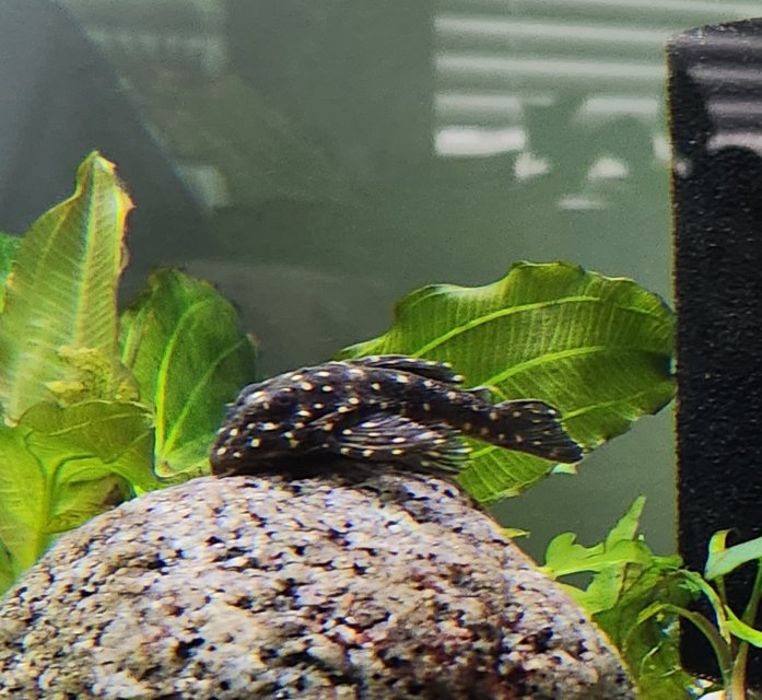 2025_08_Ancistrus.JPEG 2025_08_Ancistrus.JPEG