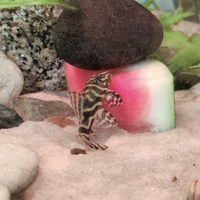 2025_09_Catfish.jpg