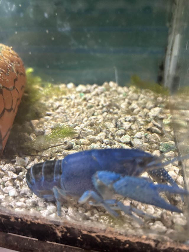 2025_09_Electric_blue_Everglades_Crayfish.jpg