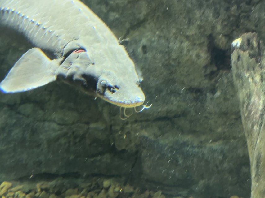 2025_09_White_Sturgeon.jpg