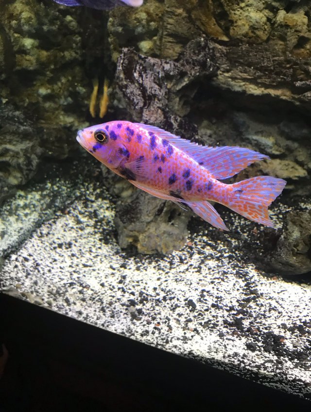 2025_10_Platinum_OB_Peacock.jpeg