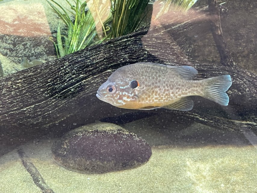 2025_10_Pumpkinseed_sunfish.jpeg