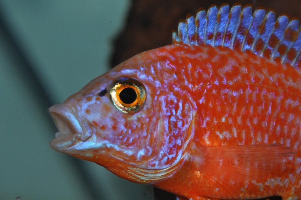2025_10_Dragonblood_Peacock.jpg