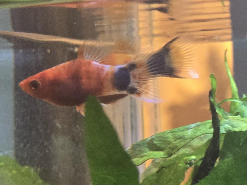 2025_10_Tiger_Mickey_Mouse_Platys.jpg
