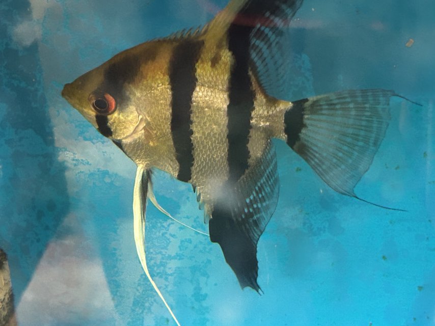 2025_10_Zebra_Angelfish.jpeg