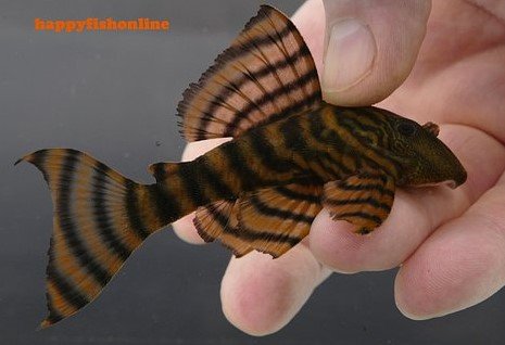 L483_16.1.jpg L483_16.1.jpg