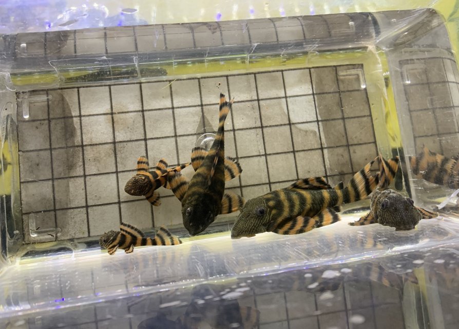 IMG_4025.1.jpeg IMG_4025.1.jpeg