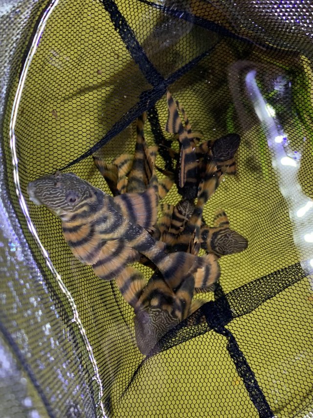 IMG_4033.1.jpeg IMG_4033.1.jpeg