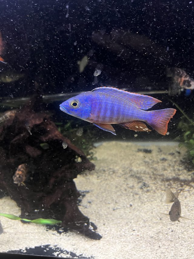 2025_11_Blue_Dragon_Blood_Hybrid.jpeg 2025_11_Blue_Dragon_Blood_Hybrid.jpeg