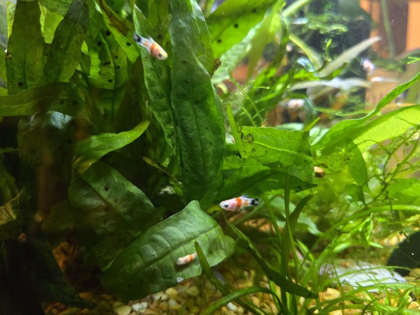 2025_11_Mickey_Mouse_Platys.jpg 2025_11_Mickey_Mouse_Platys.jpg