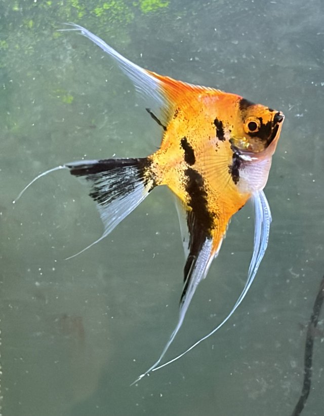 2025_11_halloween_angelfish.jpeg 2025_11_halloween_angelfish.jpeg