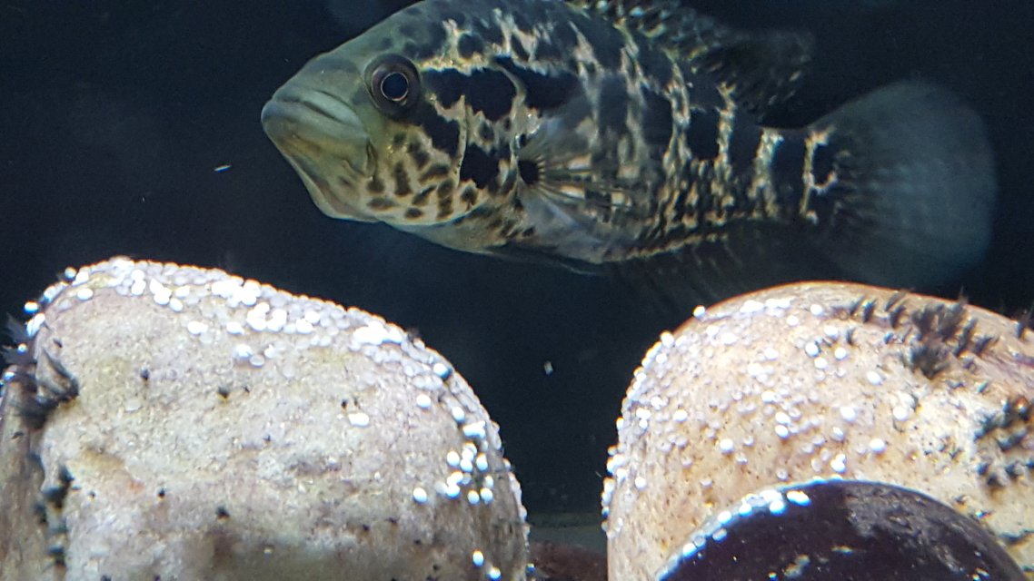 2025_11_Jaguar_Cichlid.jpeg 2025_11_Jaguar_Cichlid.jpeg