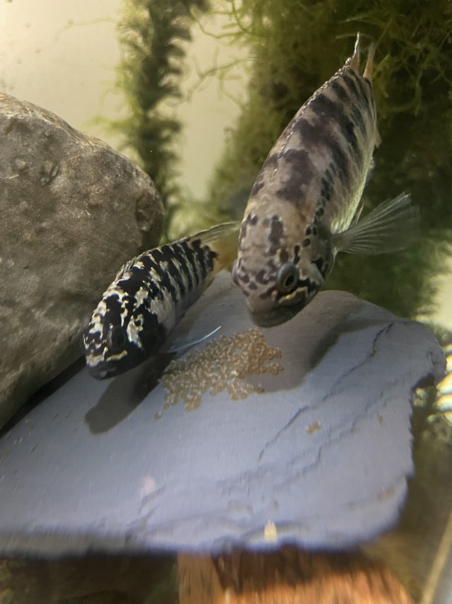 1764809587685.jpeg 1764809587685.jpeg