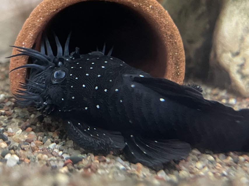 1764809740716.jpeg 1764809740716.jpeg