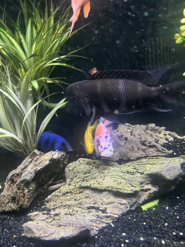 IMG_9192.jpeg IMG_9192.jpeg