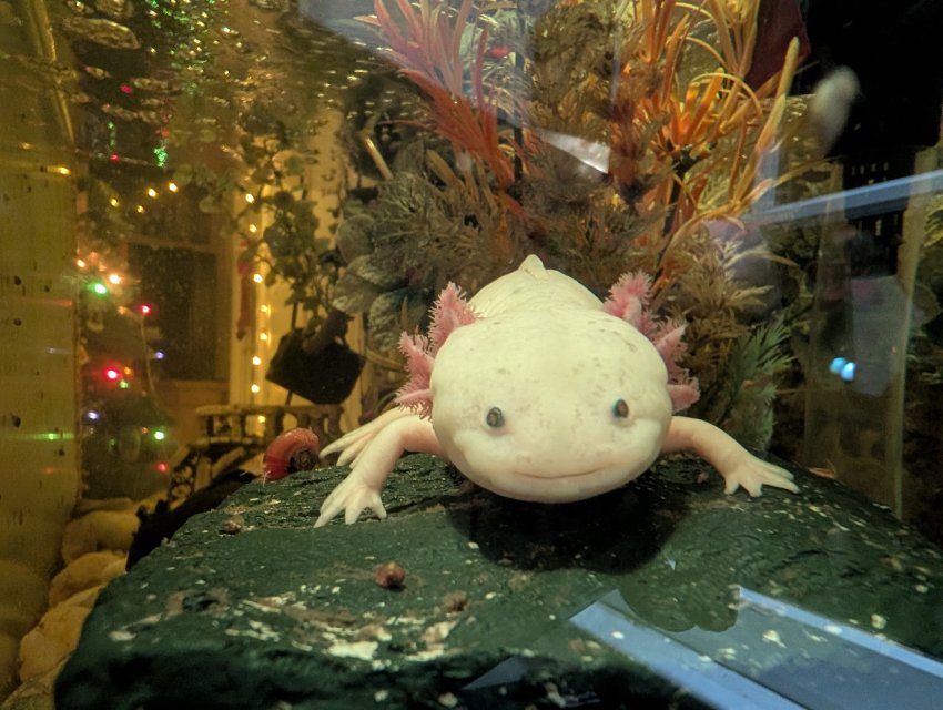2026_01_Axolotl.jpg