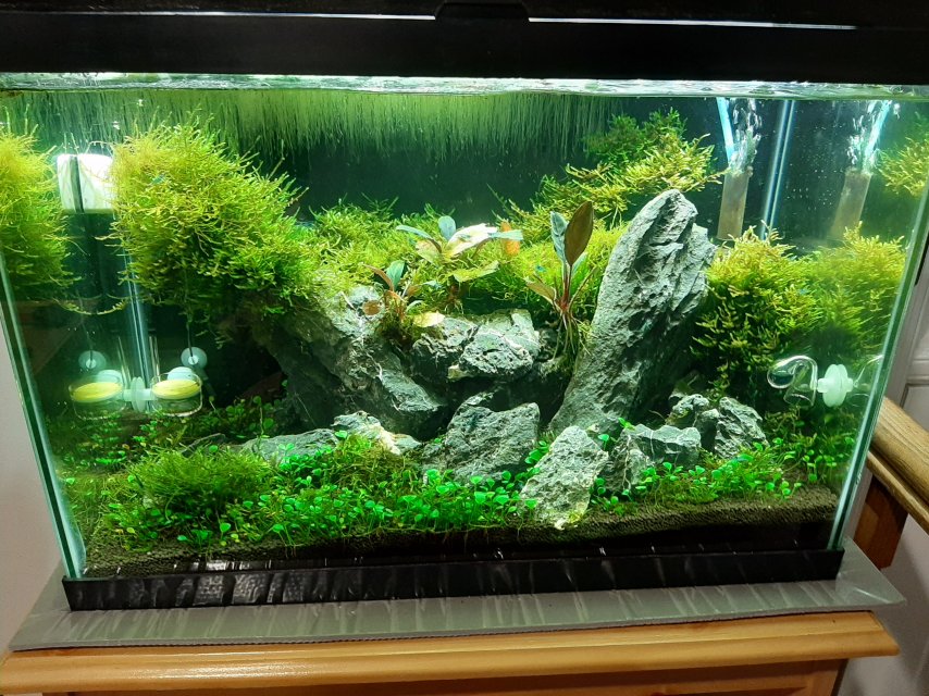2026_01_Planted_Aquarium.JPG