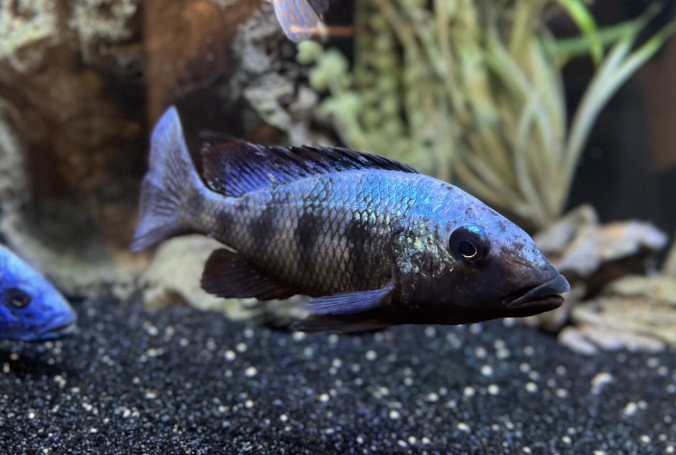 2026_01_Rostratus - Sand Diver Hap.jpeg