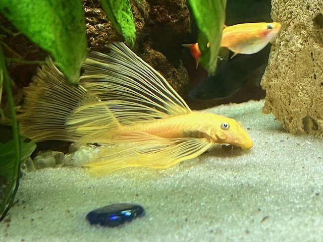 2026_02_LF_Albino_Ancistrus.jpeg