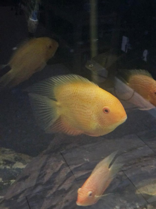 spotted red severum.jpg