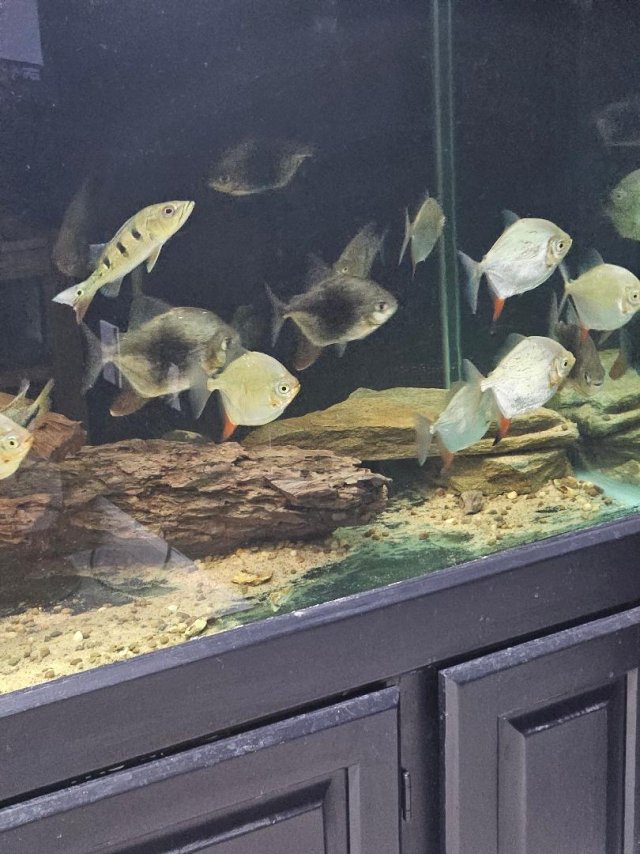 Silver Dollars - Copy.jpg