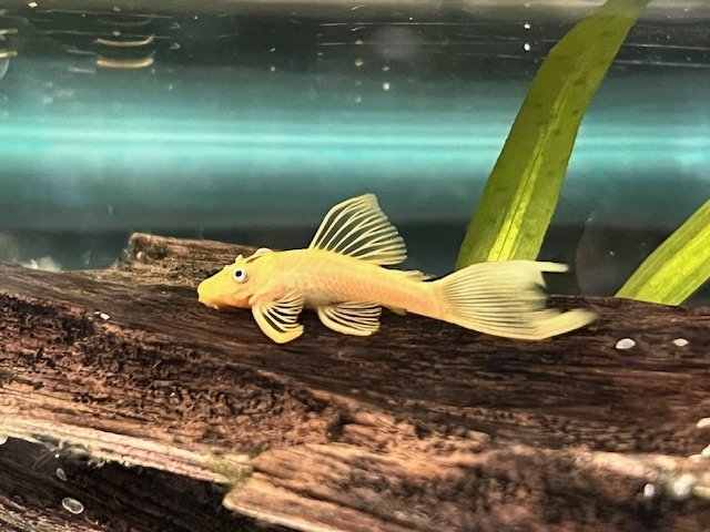 2026_03_Albino_Ancistrus.jpeg