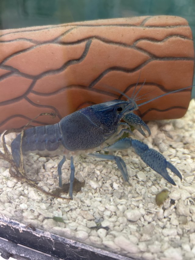 2026_03_Blue_Crayfish.jpeg