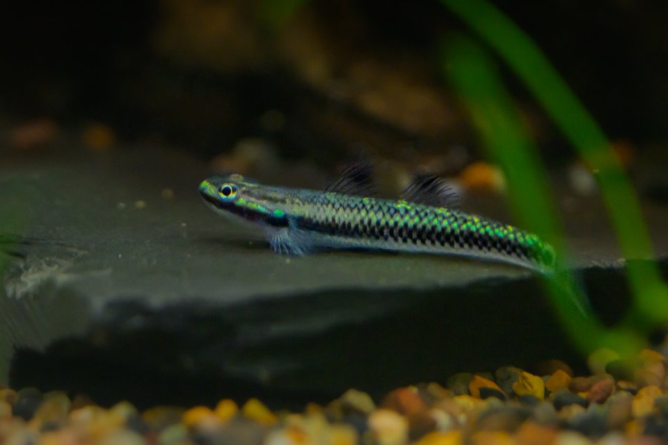 2026_05__neon_blue goby.jpg