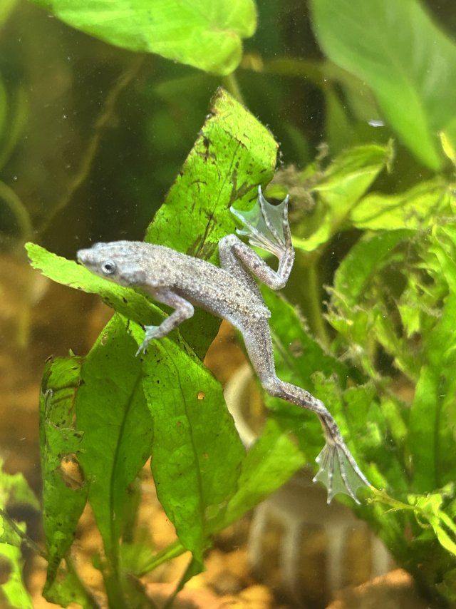 2026_06_African_Dwarf_Frog.jpeg 2026_06_African_Dwarf_Frog.jpeg