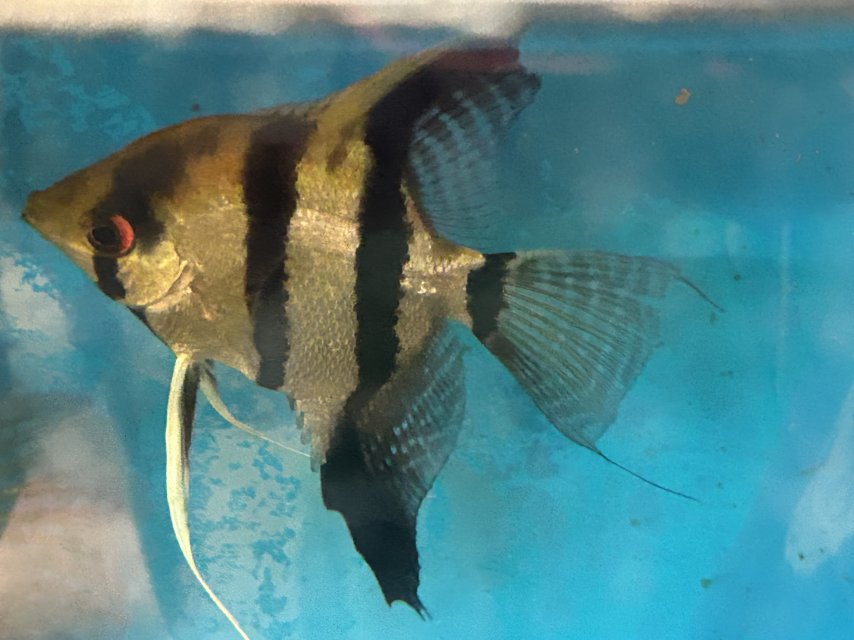 2026_06_Angelfish.jpeg 2026_06_Angelfish.jpeg