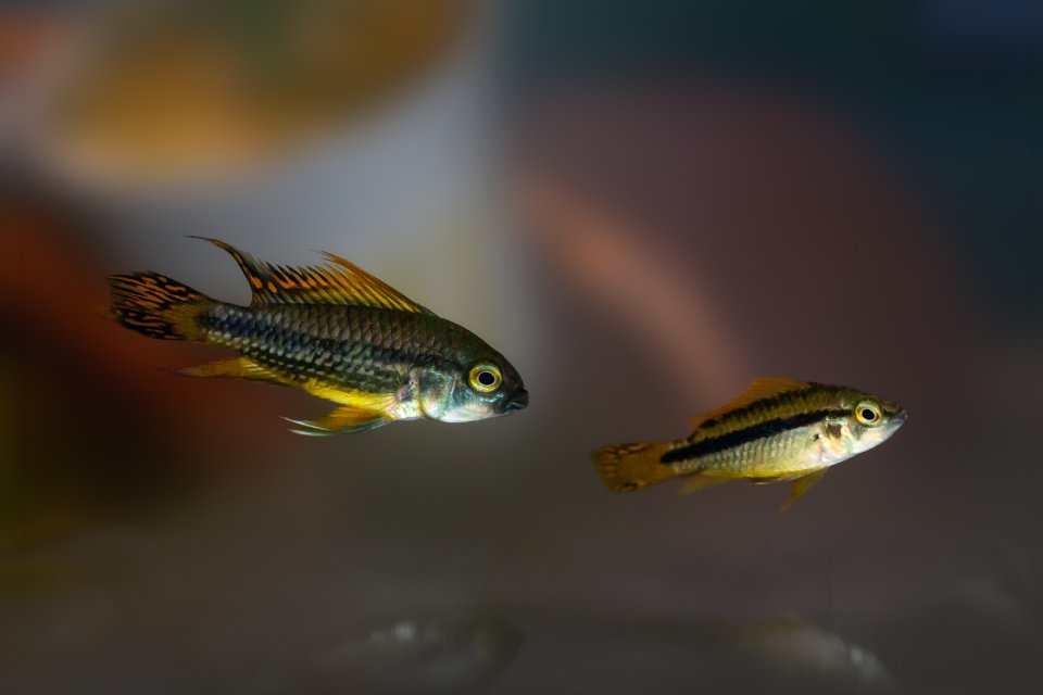 2026_06_Apistogramma_cacatuoides.jpg 2026_06_Apistogramma_cacatuoides.jpg